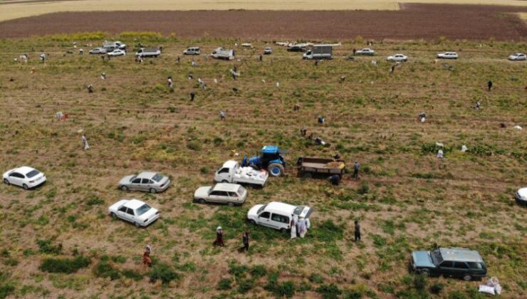 Hatay’da çiftçiden vatandaşlara soğan jesti