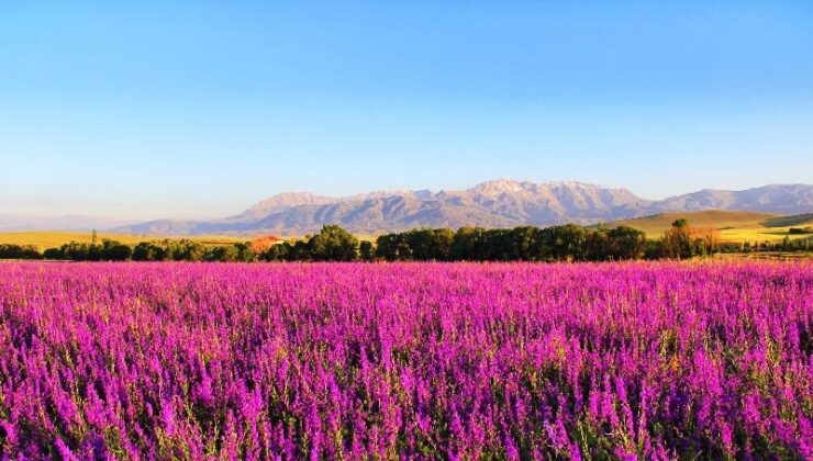 Hazeran çiçekleri Kahramanmaraş’ta büyüledi