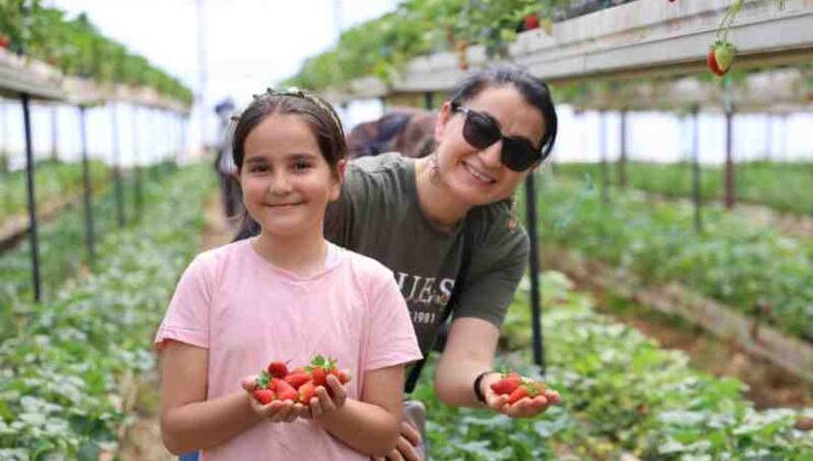 İstedikleri kadar topluyorlar