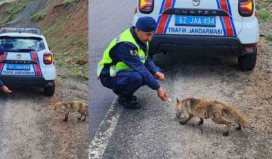 Jandarma ekibi tilkiyi elleri ile besledi