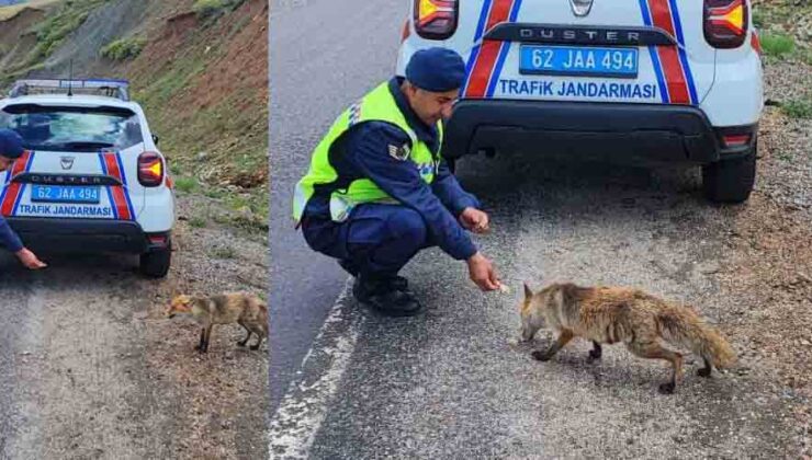 Jandarma ekibi tilkiyi elleri ile besledi