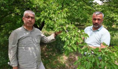 Kayısıyı sis vurdu, rekoltede yüzde 60 düşüş bekleniyor