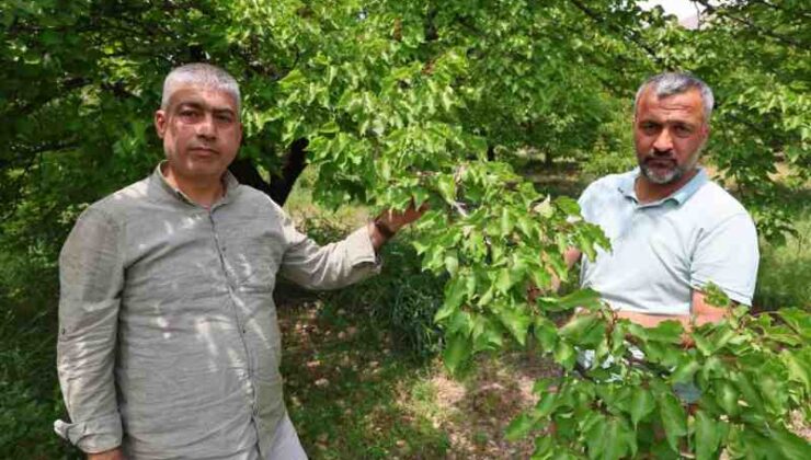Kayısıyı sis vurdu, rekoltede yüzde 60 düşüş bekleniyor