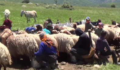 Şenyayla’da  konaklayan göçerler, küçükbaş hayvanlardan süt sağımına başladı