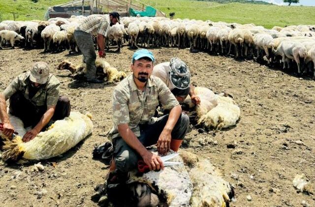Koyunları elektrikli makine ile kırkmaya başladılar