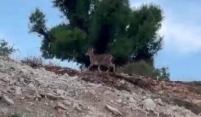Malatya’da yaban keçileri sürü halinde görüntülendi