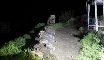 Nemrut’un ayıları kış uykusundan uyandı