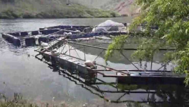 Ölü balık satışı piyasayı tedirgin ediyor