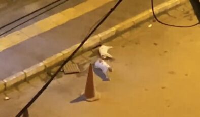 Mardin’de duygusal an: Kedi, arkadaşının başından ayrılmadı