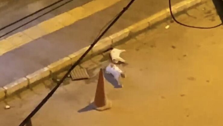 Mardin’de duygusal an: Kedi, arkadaşının başından ayrılmadı
