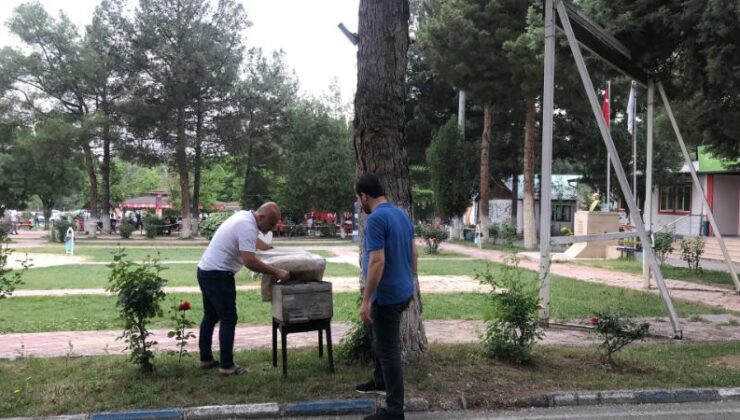 Rotasını şaşıran bal arısı üniversite bahçesinde oğul verdi