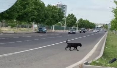 Diyarbakır’da Köpek saldırısının ardından korku dolu günler
