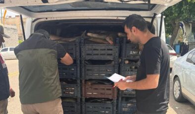 Şanlıurfa’da yasa dışı avlanan balık ele geçirildi