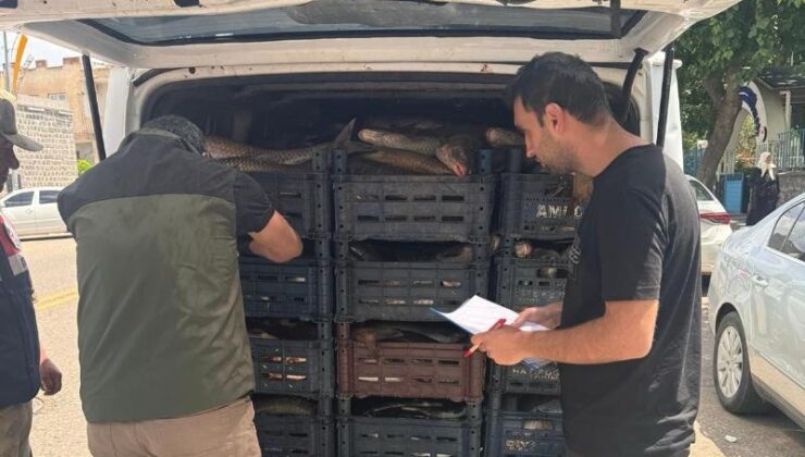 Şanlıurfa’da yasa dışı avlanan balık ele geçirildi