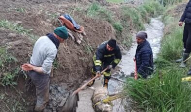 Sulama kanalına düşen koyunu itfaiye kurtardı