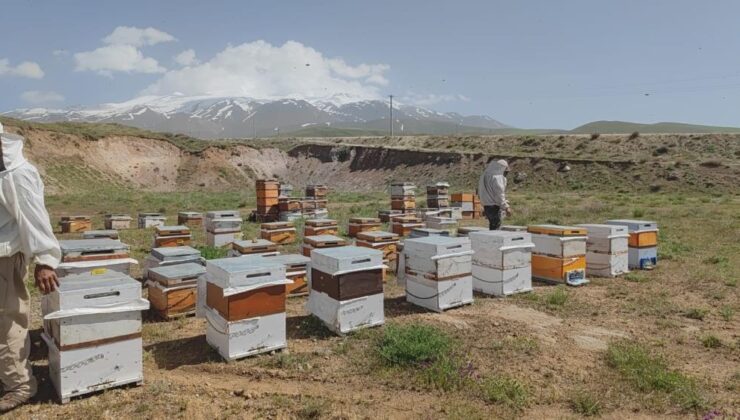 Süphan dağı arıcıları rekor bekliyor