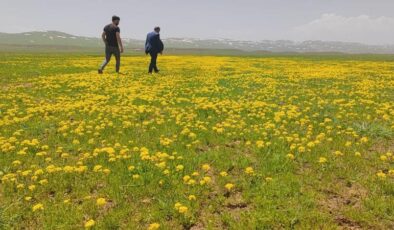 Sütey Yaylası sarıya boyandı