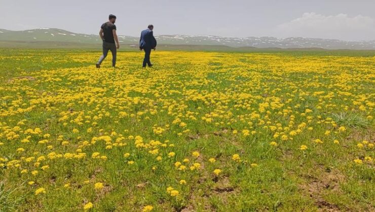 Sütey Yaylası sarıya boyandı