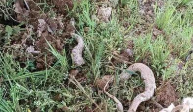 Tarlada 3 metrelik yılan paniği
