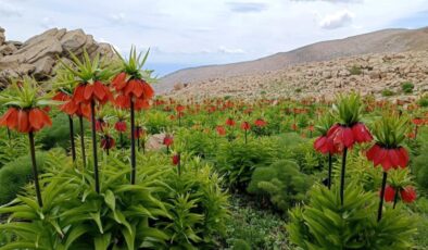 Ters laleler Tunceli dağlarına renk kattı