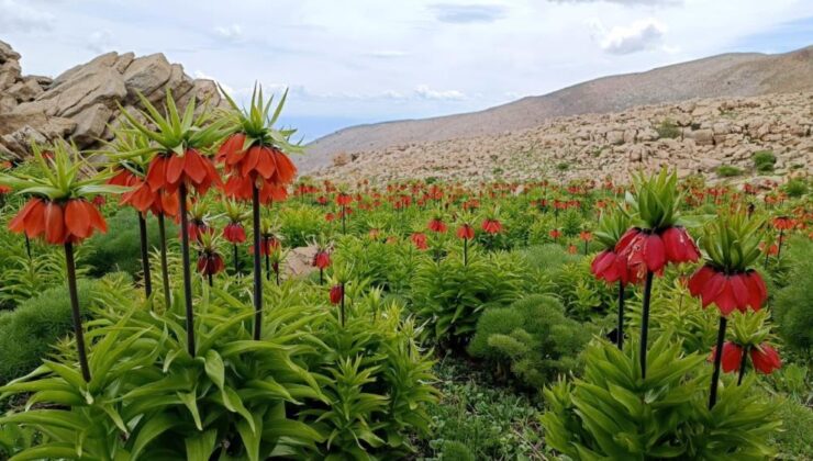 Ters laleler Tunceli dağlarına renk kattı