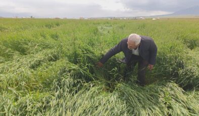 Bitlis’teki toz bulutu ekinlere zarar verdi