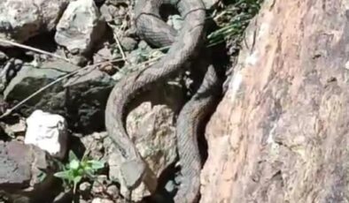 Van’da en zehirli yılan görüldü