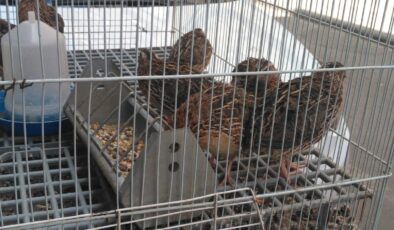 Bağlar’da bıldırcın ve keklik satışları revaçta
