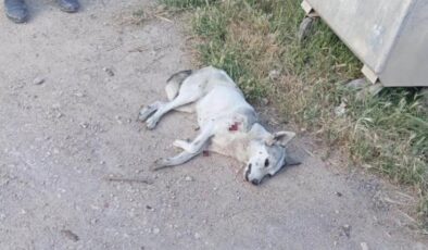 Yerleşim yerine inen kurt 2 çocuğa saldırdı