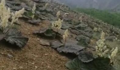 Sarım  havzasında Işkın tarlaları boy gösteriyor
