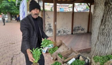 Kulp ilçesinde sebze fideleri satışa çıktı