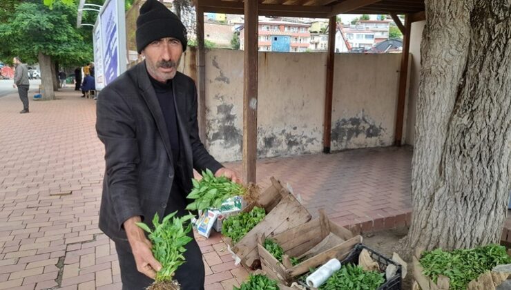 Kulp ilçesinde sebze fideleri satışa çıktı