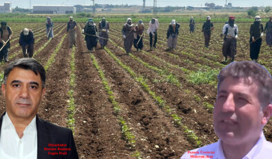 Diyarbakırlıların ‘Beyaz Altın’ mesaisi başladı