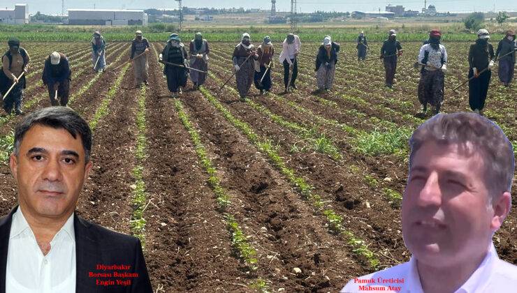 Diyarbakırlıların ‘Beyaz Altın’ mesaisi başladı