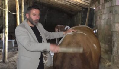 Hakkari’de 1 ton 200 kilogram ağırlığındaki tosun 200 bin liradan satışa sunuldu