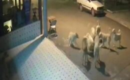 10 sokak köpeği anne kedi ve 2 yavrusunu parçaladı