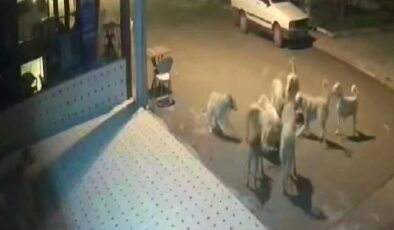10 sokak köpeği anne kedi ve 2 yavrusunu parçaladı