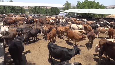 TDV, Diyarbakır’da kesilecek 720 kurbanın etini ihtiyaç sahiplerine ulaştıracak