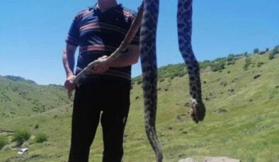Elazığ’da yılan görenleri tedirgin etti