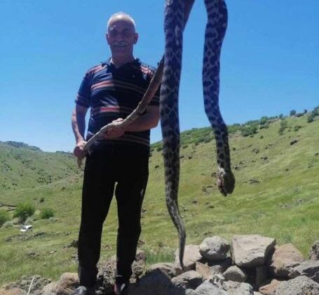 Elazığ’da yılan görenleri tedirgin etti