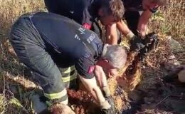Zift göletine batan küçükbaş hayvanları itfaiye kurtardı