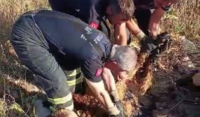 Zift göletine batan küçükbaş hayvanları itfaiye kurtardı