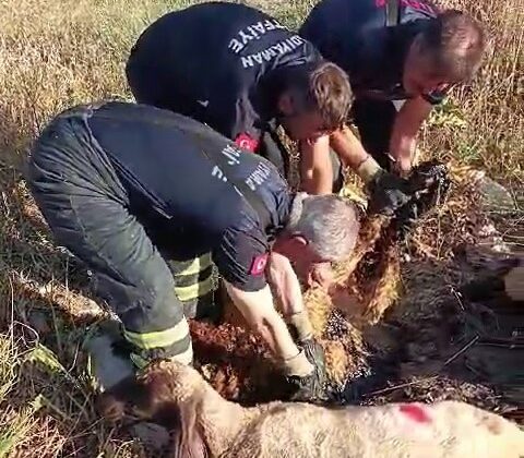 Zift göletine batan küçükbaş hayvanları itfaiye kurtardı
