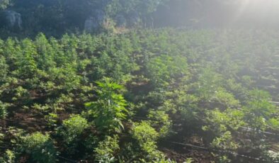 Lice, Hani ve Kulp’ta 2 milyon 17 bin 550 kök Hint keneviri ele geçirildi