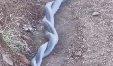 Elazığ’da yılanların çiftleşme dansı kameraya yansıdı