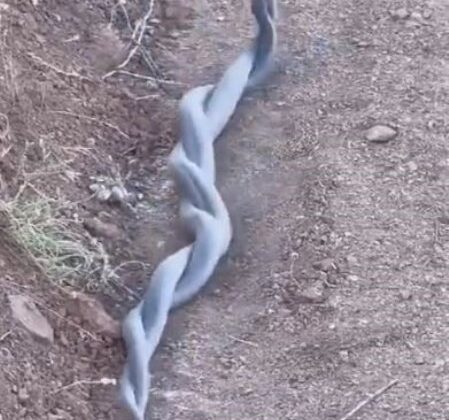 Elazığ’da yılanların çiftleşme dansı kameraya yansıdı