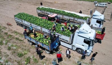 Adana’da karpuz fiyatları düştü, hasat sürüyor