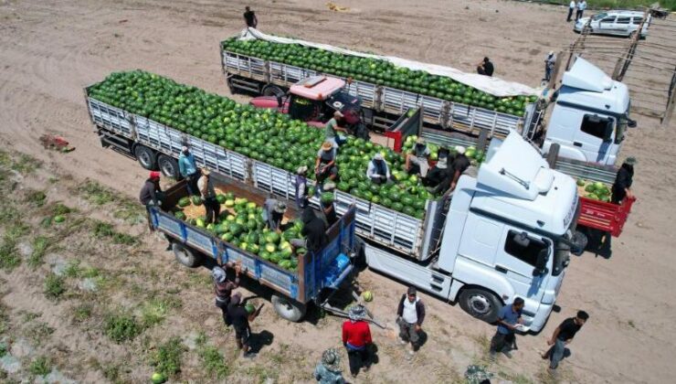 Adana’da karpuz fiyatları düştü, hasat sürüyor