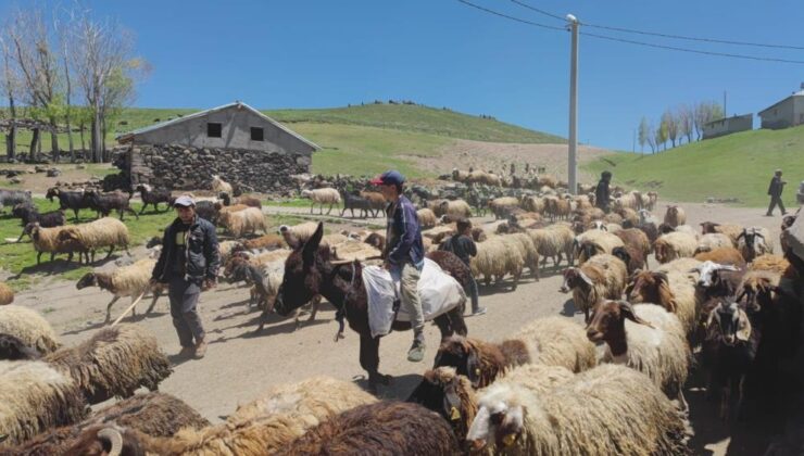 Adilcevaz’da çiftçilerin zorlu sağım mesaisi