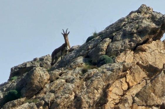 Dağ keçisi, ağrı’da kayalıklarda görüldü